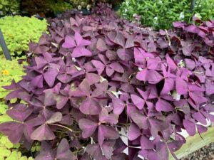 Oxalis 4"