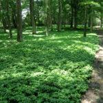 Excellent shade ground cover