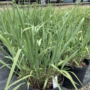 Blue-green foliage