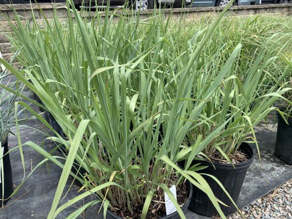 Blue-green foliage