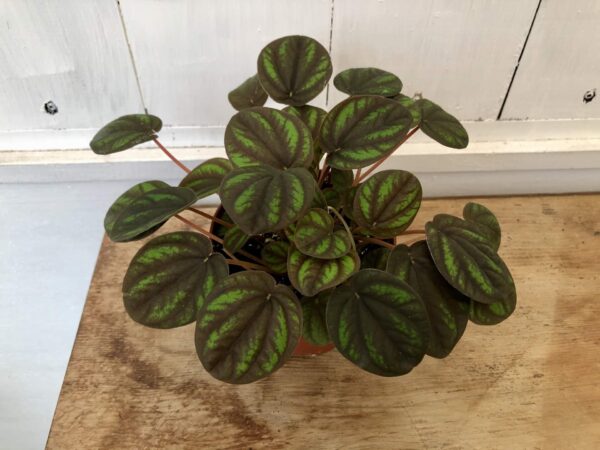 Green and brown leaves with red stems.