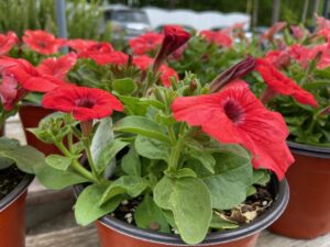 Petunia 6"