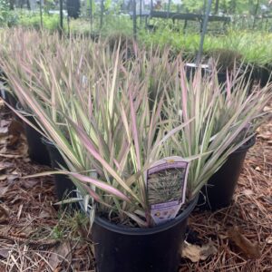 Green and white foliage with pink stripes.