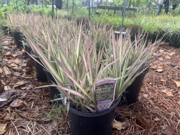 Green and white foliage with pink stripes.