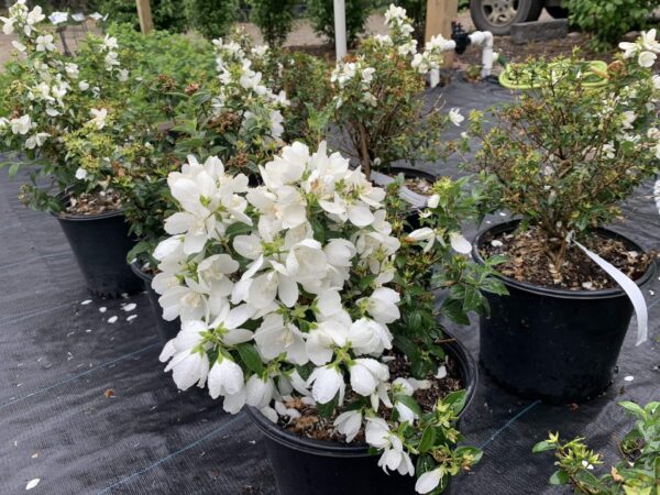 Blooms of fragrant, double white flowers