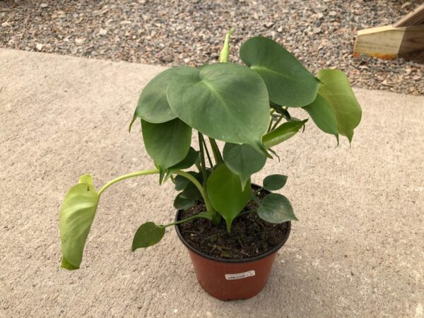 Large, deep green, lustrous split leaves.