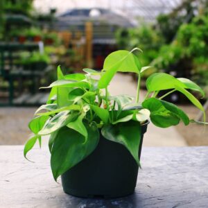 Deep green and yellow variegated leaves.