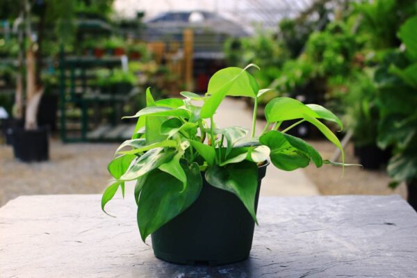 Deep green and yellow variegated leaves.