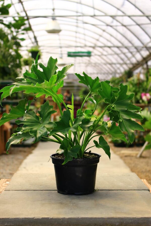 Large deep green shiny leaves have deep fingers.