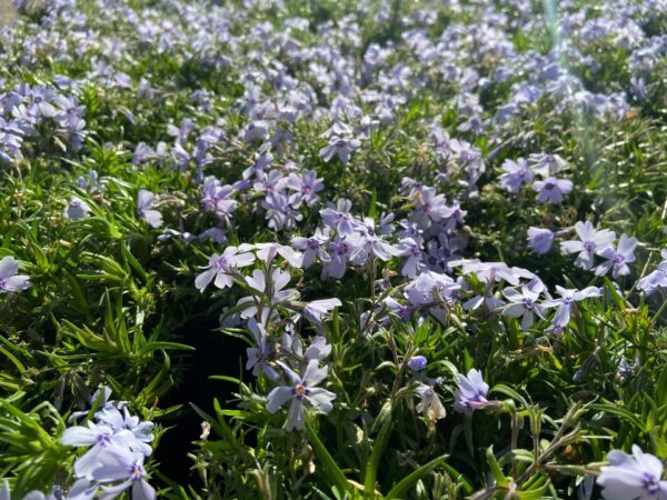 Beautiful blue flowers in early spring.