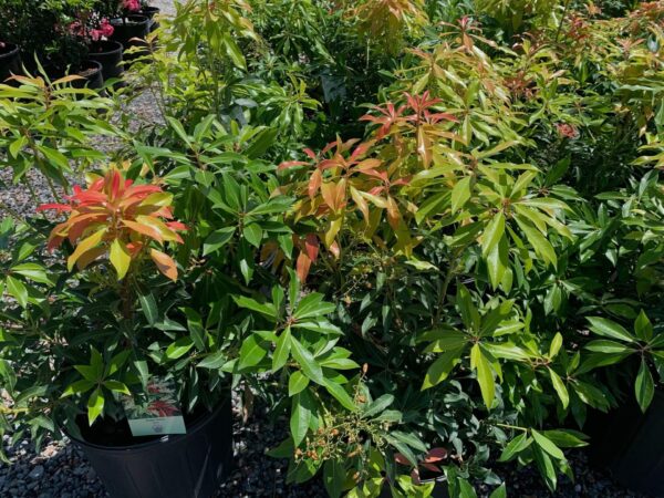 Bright red leaves in spring.