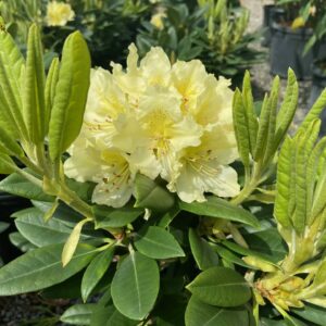 Creamy yellow blooms emerge mid-spring