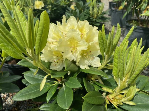 Creamy yellow blooms emerge mid-spring