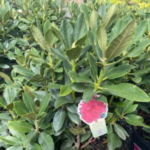 Deep pink flowers emerge mid-spring