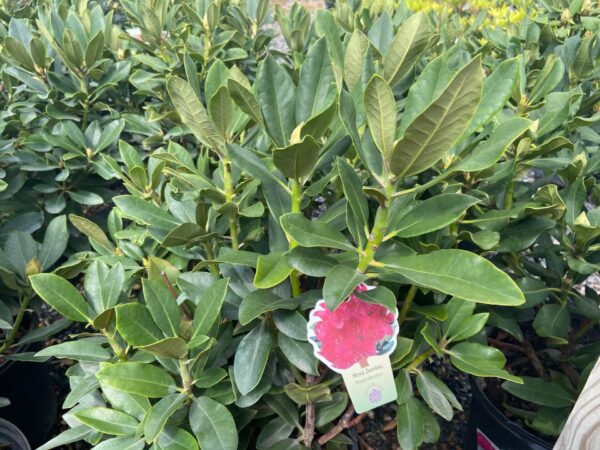 Deep pink flowers emerge mid-spring