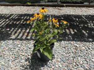 Rudbeckia Fulgida Goldsturm 1G