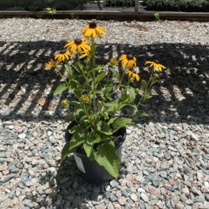 Bright yellow flower with black center.