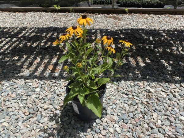 Bright yellow flower with black center.