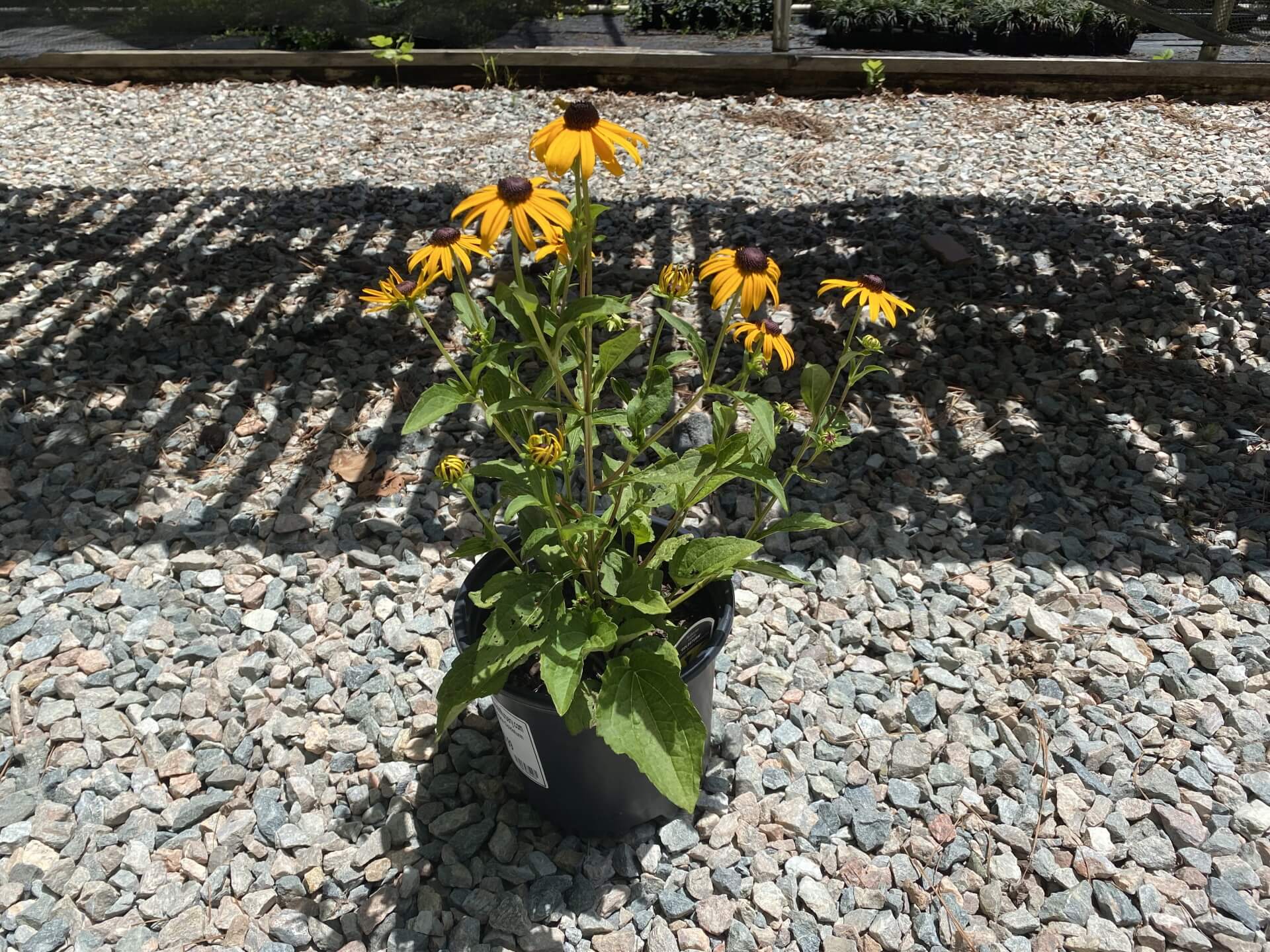 Bright yellow flower with black center.