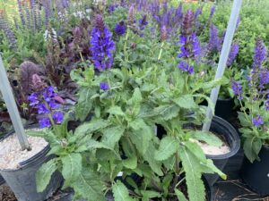 Salvia Blue Marvel 1G