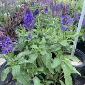 Bright purple blooms on compact foliage