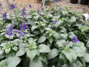 Salvia Premium 6"