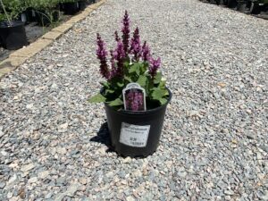 Salvia Rose Marvel 1G