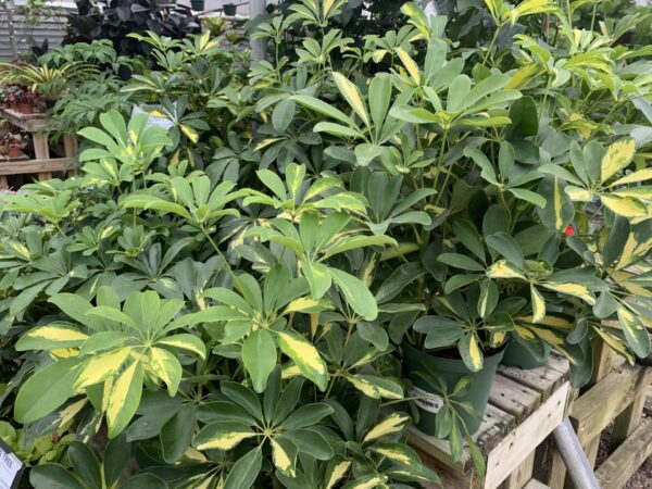 Leaves in dark and light greens and bright yellow