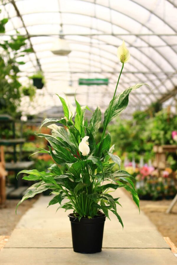 Mottled white and green leaves white flowers