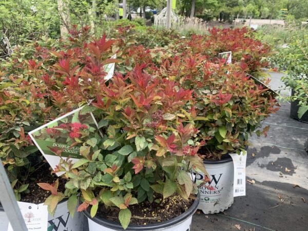 Foliage emerges in blazing brilliant color