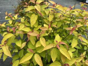 Spiraea Gold Flame 3G