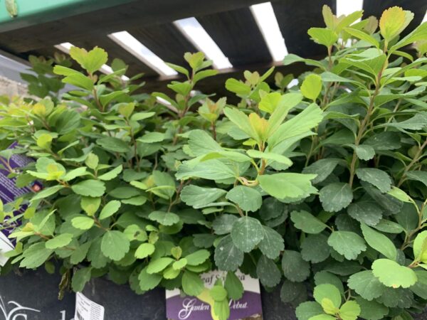 Clusters of white flowers cover plant