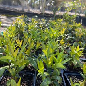 Evergreen shrub that blooms during the winter months