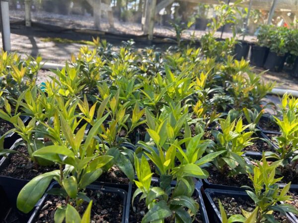 Evergreen shrub that blooms during the winter months