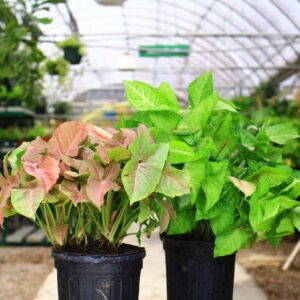 Arrow shaped leaves