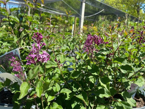 Reblooming fragrant blooms from mid-summer to frost