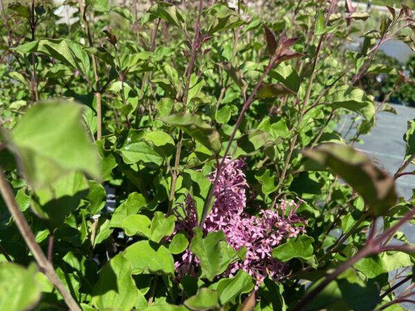 Ruby-red buds open in spring to fragrant reddish-pink flowers