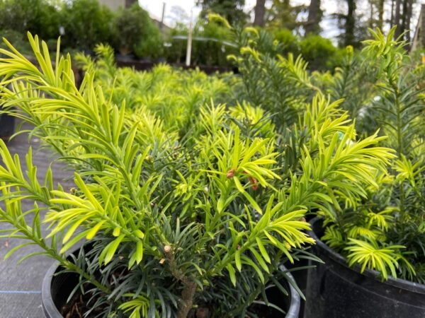 Compact, dark green, needle-like foliage