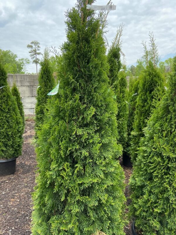 Pyramidal in habit with "emerald" green foliage all year round