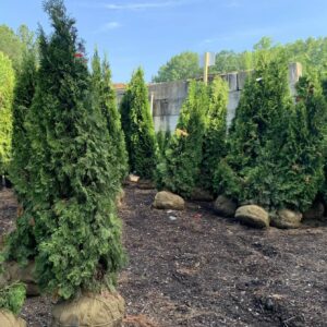 Pyramidal in habit with "emerald" green foliage all year round