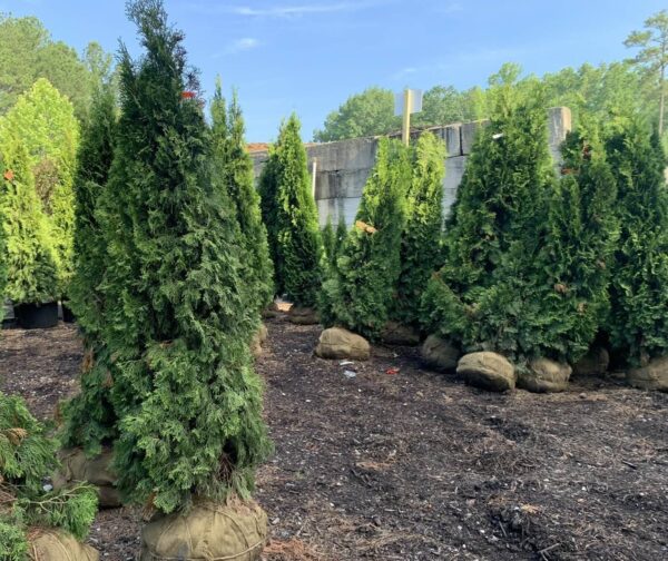 Pyramidal in habit with "emerald" green foliage all year round