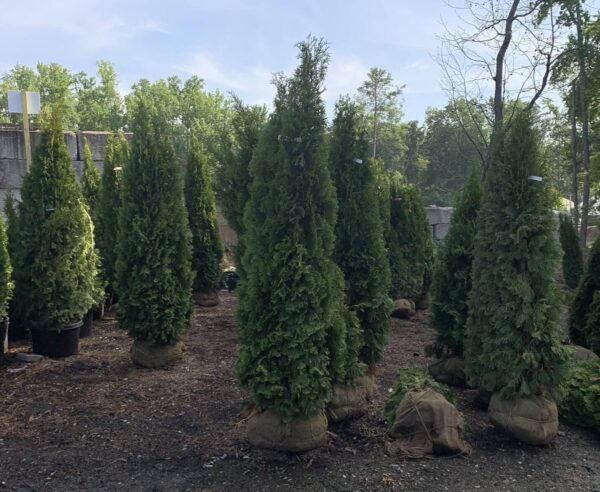 Pyramidal in habit with "emerald" green foliage all year round