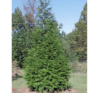 A fast growing, hardy evergreen