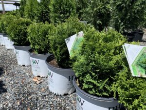 Thuja Tator Tot 3G