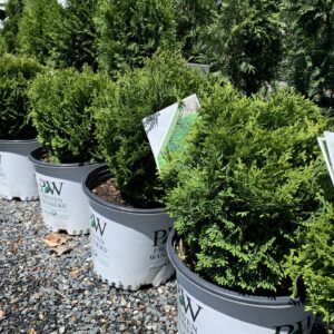 Dwarf, evergreen shrub compact and rounded