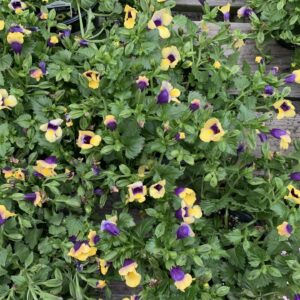 Torenia 6"