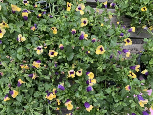 Torenia 6"