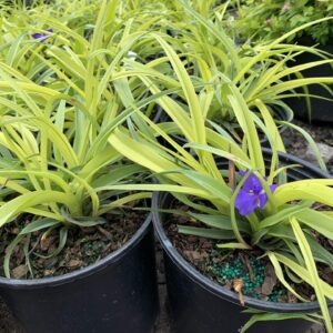 Perennial plant produces bright purple/blue flowers atop long, thin light yellow/green leaves