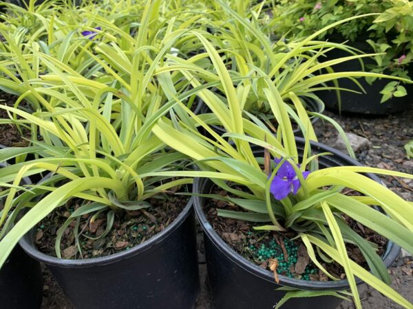 Perennial plant produces bright purple/blue flowers atop long, thin light yellow/green leaves