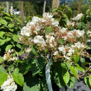 White lacecap flowers, red berries